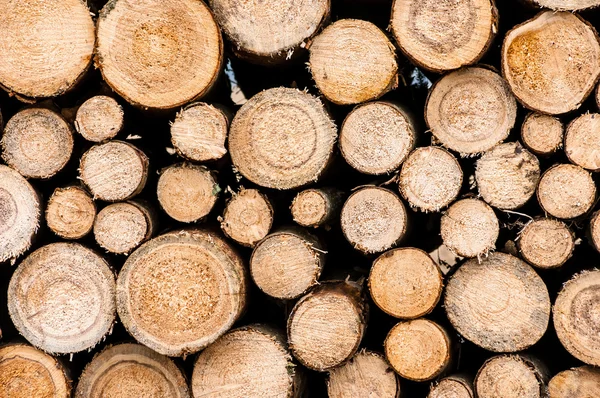 Logs of trees — Stock Photo, Image