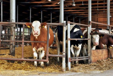Ahır inekleri besleme