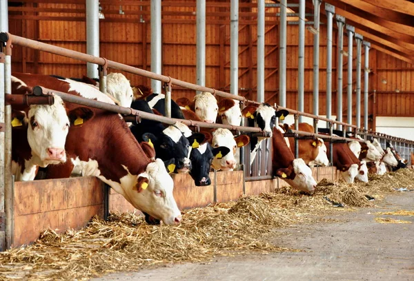 การให้อาหารวัวในที่มั่นคง — ภาพถ่ายสต็อก