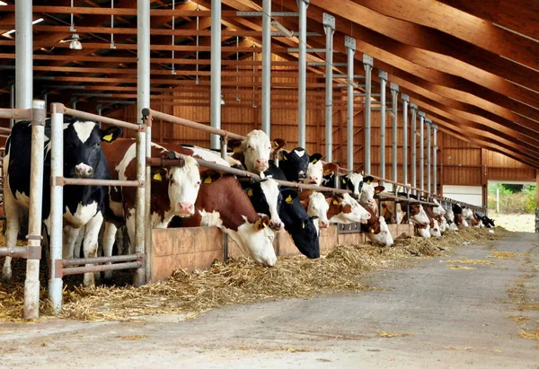 Alimentação de vacas em estábulo — Fotografia de Stock
