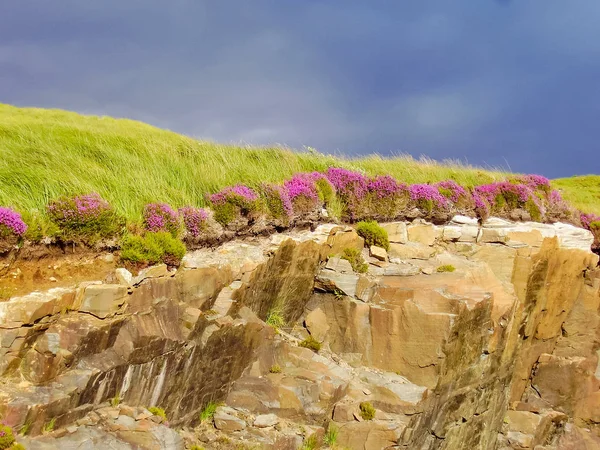 Scotland highlands with heather — Stock Photo, Image