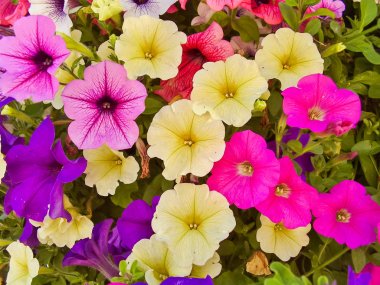 Petunya çiçek arka plan 