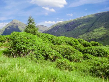 Yaz doğada İskoçya