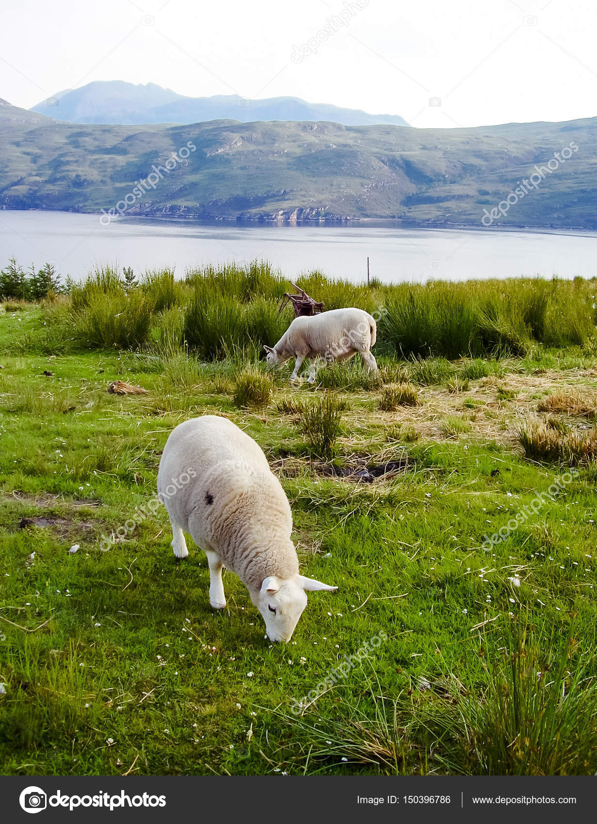 Sheep grazing in Scottish highland — Stock Photo © Tadeas 150396786