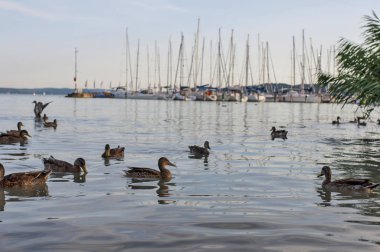 Ördek suda bağlantı noktası