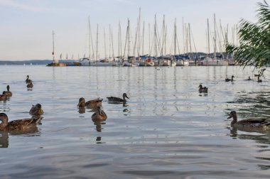 Ördek suda bağlantı noktası