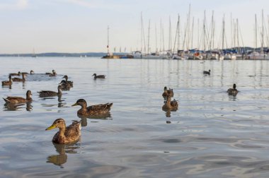 Ördek suda bağlantı noktası