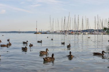 Ördek suda bağlantı noktası