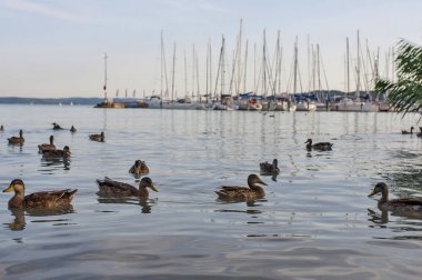 Ördek suda bağlantı noktası