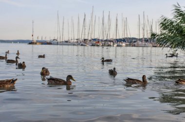 Ördek suda bağlantı noktası