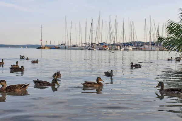 Ördek suda bağlantı noktası