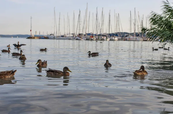 Enten im Wasser im Hafen — Stockfoto