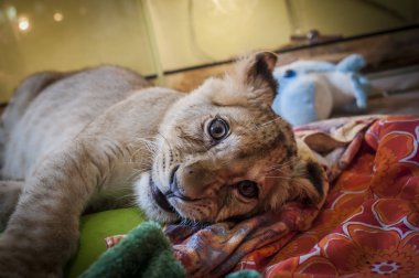 Genç küçük aslan