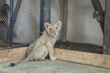 Genç küçük aslan