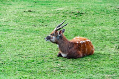 Closeup of western african sitatunga on grass. The sitatunga or marshbuck is a swamp-dwelling antelope found throughout central Africa clipart