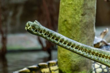 Closeup of gavial. The gharial, also known as the gavial or the fish-eating crocodile, is a crocodilian in the family Gavialidae.