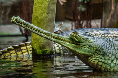 Gavial 'a yakın çekim. Ganj timsahı ya da balık yiyen timsah, Gavialidae familyasından bir timsah türü..