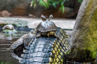 Gavial 'a yakın çekim. Ganj timsahı ya da balık yiyen timsah, Gavialidae familyasından bir timsah türü..