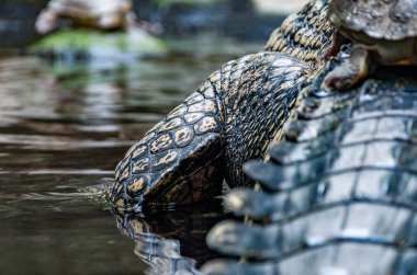 Closeup of gavial. The gharial, also known as the gavial or the fish-eating crocodile, is a crocodilian in the family Gavialidae.