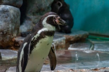Kayanın üzerindeki penguene yaklaş..