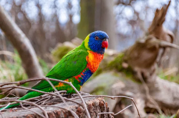 Szivárvány Lorikeet Közelsége Szivárvány Lorikeet Egy Ausztráliai Papagájfaj — Stock Fotó