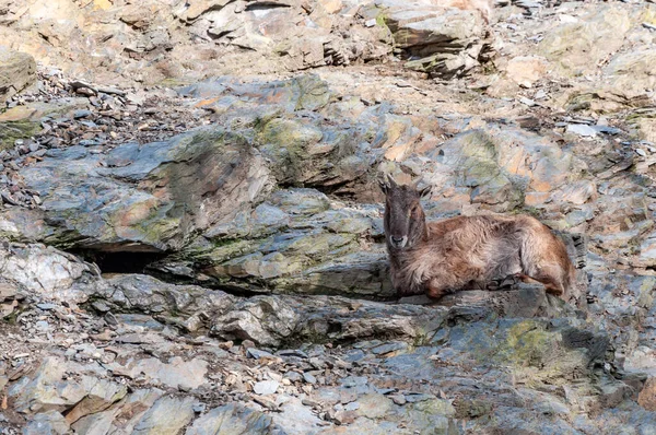 Closeup Chamois Rock Chamois Species Goat Antelope Native Mountains Europe — Stock Photo, Image