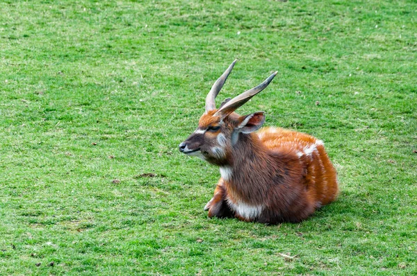 西部非洲山楂在草地上的树冠 Sitatunga或Marshbuck 是一种生活在中部非洲沼泽地的羚羊 — 图库照片