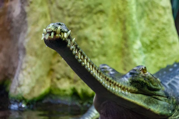 Detailní Záběr Kladívko Gharial Také Známý Jako Gavial Nebo Ryby — Stock fotografie