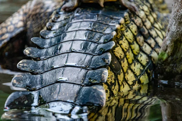 Sluiten Van Gaviaal Gaviale Krokodil Gavialidae Een Krokodil Uit Familie — Stockfoto