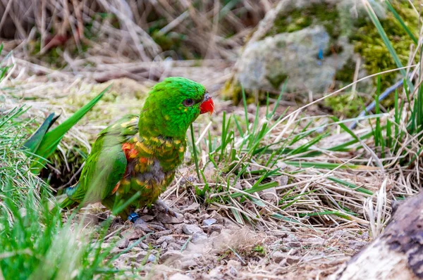 Szivárvány Lorikeet Közelsége Szivárvány Lorikeet Egy Ausztráliai Papagájfaj — Stock Fotó