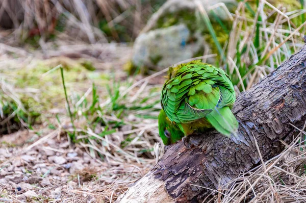 Detailní Záběr Duhového Lorikeetu Duha Lorikeet Druh Papouška Nalezený Austrálii — Stock fotografie