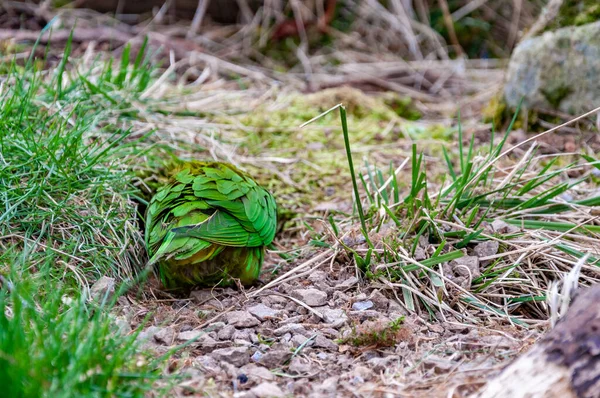 Detailní Záběr Duhového Lorikeetu Duha Lorikeet Druh Papouška Nalezený Austrálii — Stock fotografie