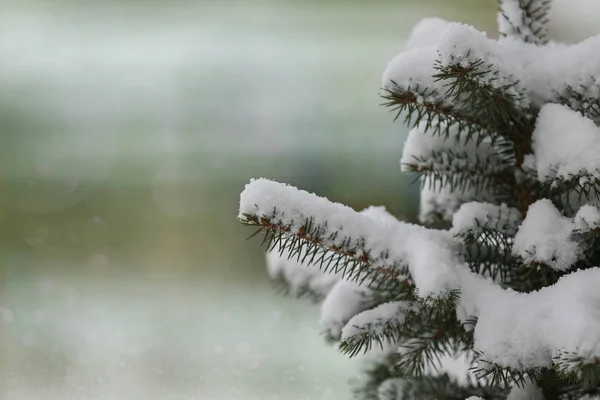 Neige Blanche Sur Branches Sapin Noël — Photo