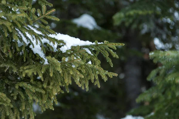 Снег Еловых Ветвях Зимний Лес — стоковое фото