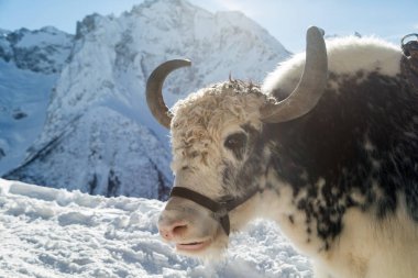 Siyah beyaz bir öküzün portresi. Boynuzlu sığırlar.