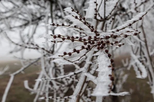 Лёд Ветвях Деревьев Зима — стоковое фото