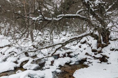Kış ormanlarında akarsu. Ağaçlardaki kar..