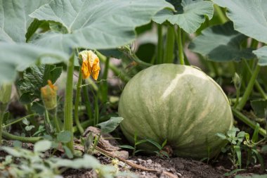 Bahçede büyüyen büyük yeşil balkabağı.