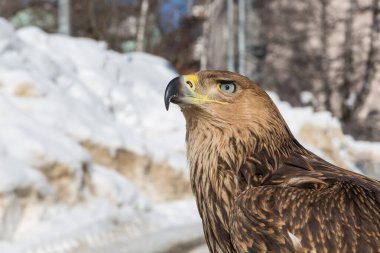 Bir kartal portresi. Yırtıcı kuş.