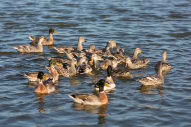 Gölette yüzen ördek sürüsü. Seçici Odaklanma.
