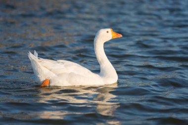 Beyaz kaz gölette yüzüyor. Kümes hayvanları.