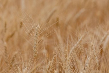 Tarlada olgunlaşmış buğday. Buğday kulağı yakın plan..