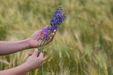 Bir kadının elinde güzel bir buket mavi çiçek. Delphinium Çiçekleri.