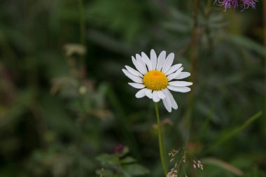Çiçek açan bir çayırda. Yabani çiçek.