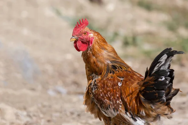 Ένας Κόκορας Περπατά Στην Αυλή Των Πουλερικών — Φωτογραφία Αρχείου