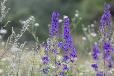 Mor kır çiçekleri. Seçici odaklanma. Delphinium.