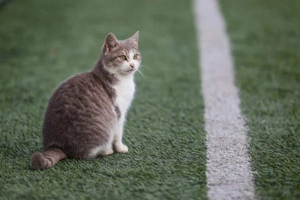 Futbol sahasındaki kedi..