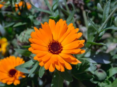 Calendula officinalis. Turuncu çiçek tarlası. Yukarıdan görünüşü.
