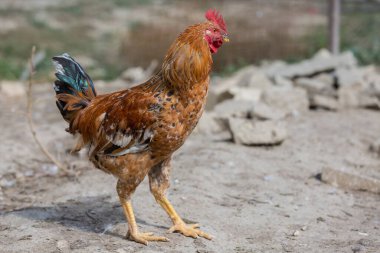 Kümes hayvanları bahçesinde horoz var. Kümes hayvanları.