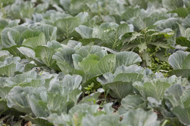 Yeşil lahana yatakları. Mutfak bahçesi. Tarım.